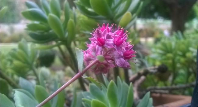 Name:  ilk aan pembe sedum -2 2017.jpg
Views: 393
Size:  27.7 KB