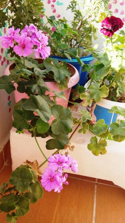 Name:  003.jpg
Views: 486
Size:  59.1 KB