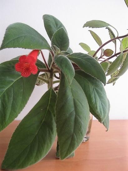 Name:  kohleria.jpg
Views: 387
Size:  28.0 KB