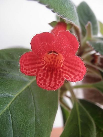 Name:  kohleria1.jpg
Views: 383
Size:  28.6 KB
