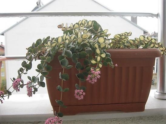 Name:  sedum sieboldii.jpg
Views: 377
Size:  33.1 KB