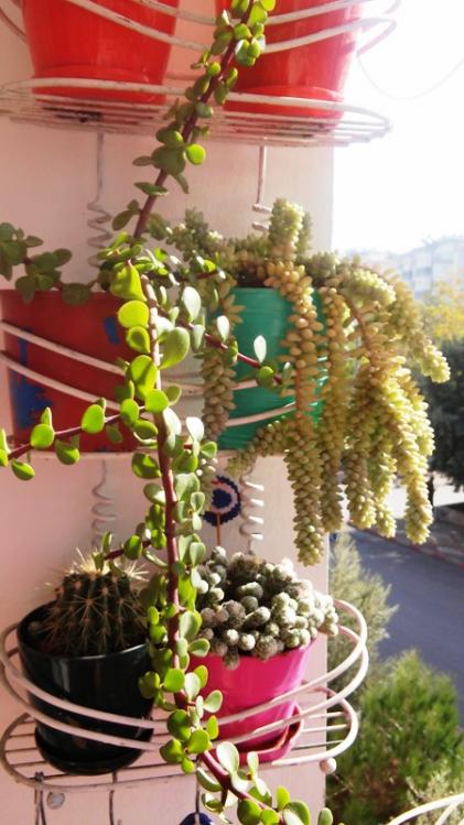 Name:  025.jpg
Views: 387
Size:  56.9 KB