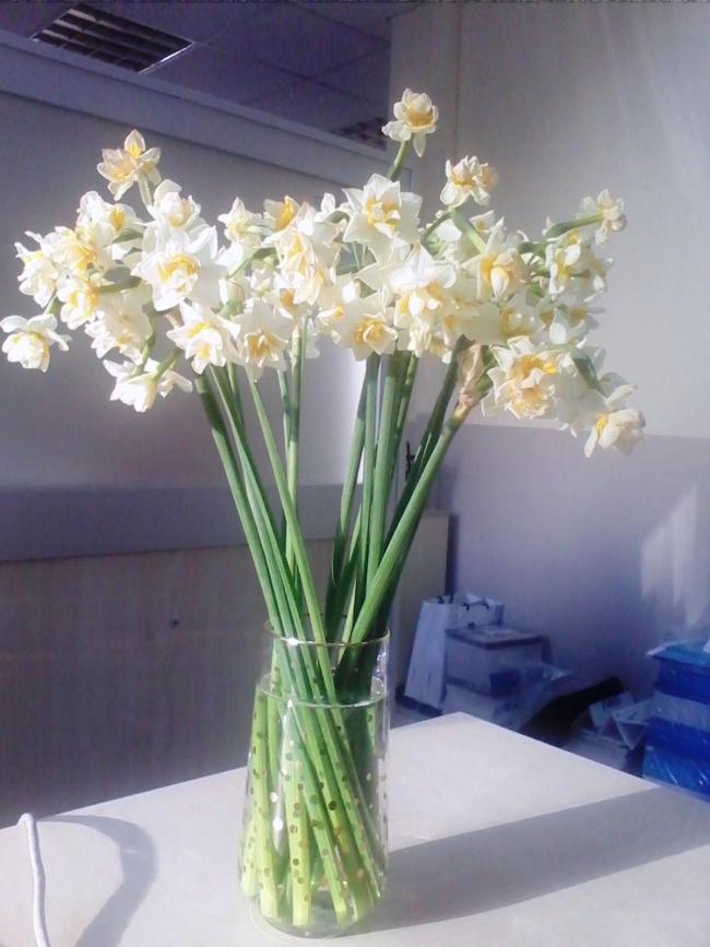 Name:  nergis.jpg
Views: 1065
Size:  59.3 KB