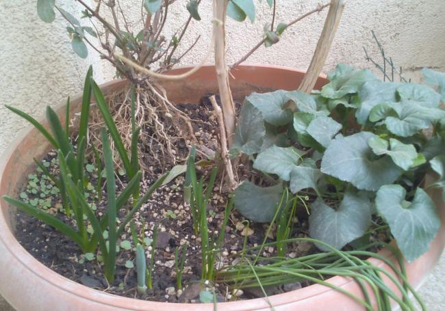 Name:  Soanllar genel-1.jpg
Views: 1132
Size:  61.0 KB