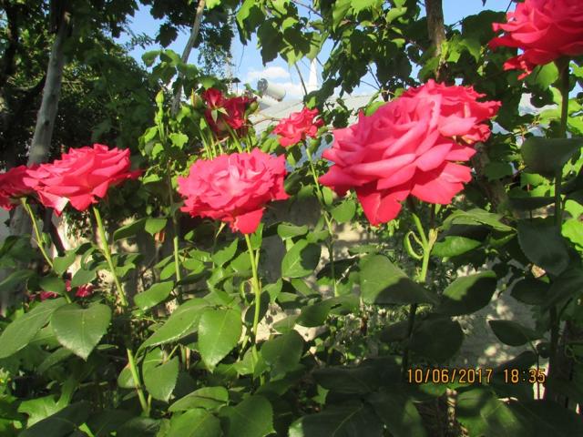 Name:  IMG_4978.jpg
Views: 502
Size:  70.0 KB