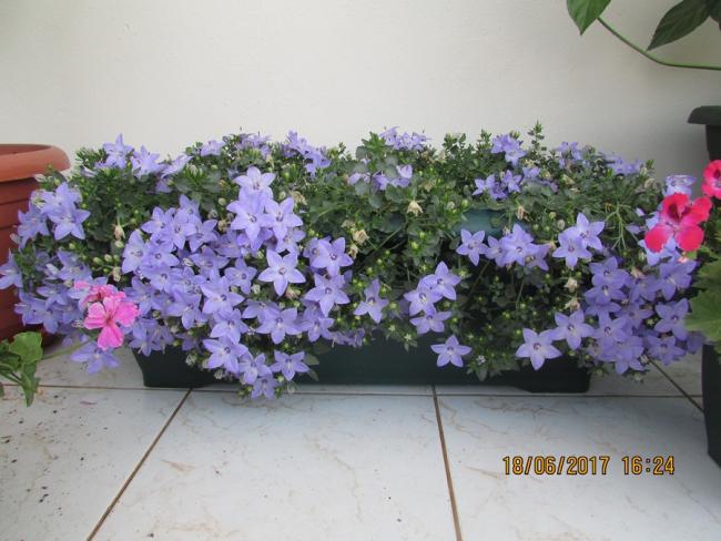 Name:  IMG_5040.jpg
Views: 483
Size:  49.0 KB