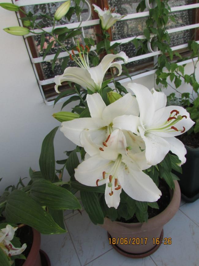 Name:  IMG_5052.jpg
Views: 491
Size:  67.0 KB