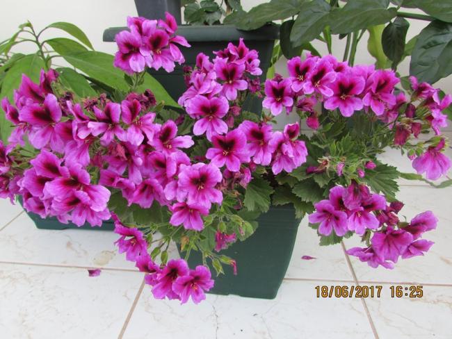 Name:  IMG_5045.jpg
Views: 482
Size:  61.2 KB