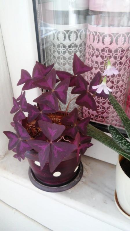 Name:  053.jpg
Views: 423
Size:  44.2 KB