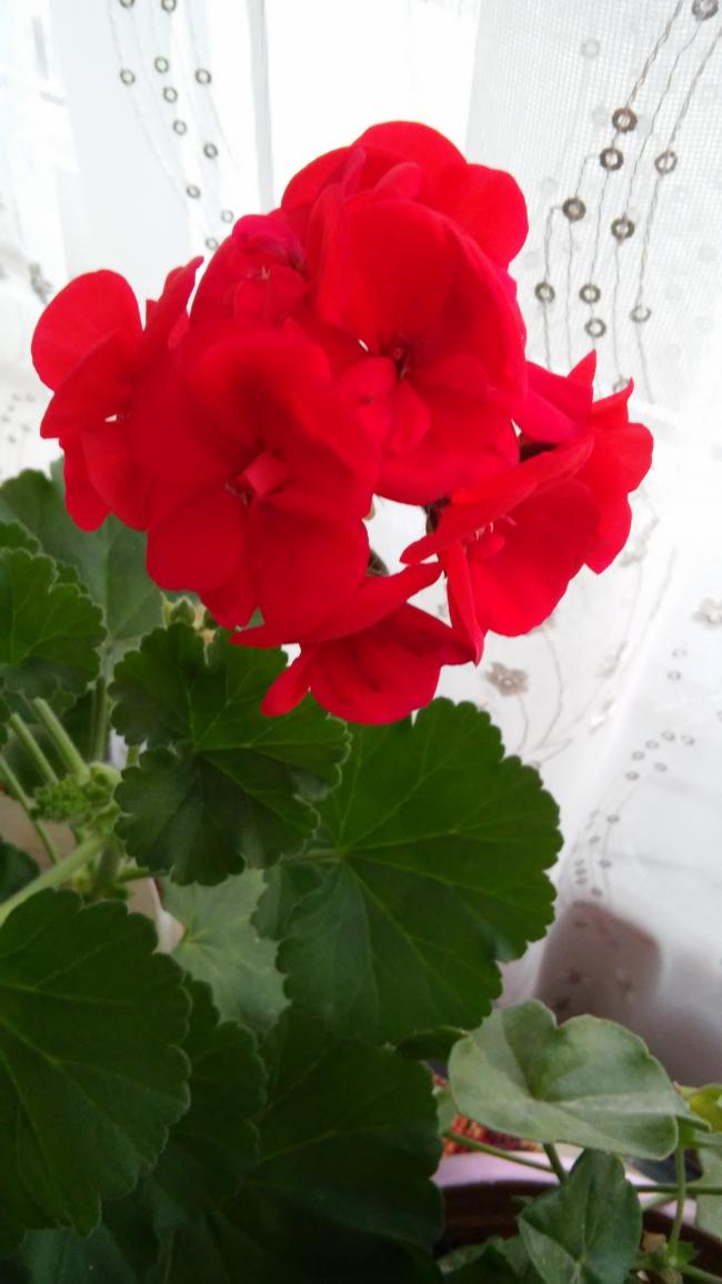 Name:  086.jpg
Views: 273
Size:  59.4 KB