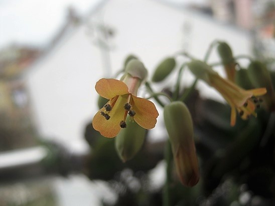 Name:  kalanchoe fedtschenkoi.jpg
Views: 641
Size:  58.0 KB