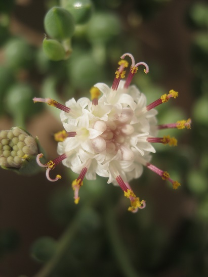 Name:  senecio r.1.jpg
Views: 639
Size:  54.9 KB