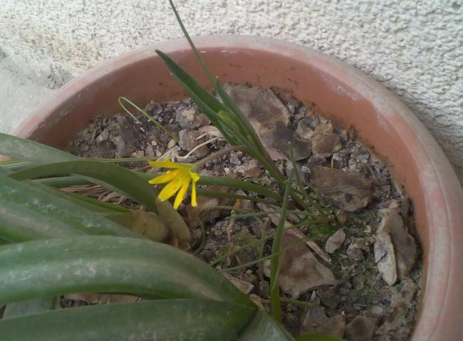 Name:  Sar yldz (Gagea bohemica).jpg
Views: 845
Size:  46.8 KB