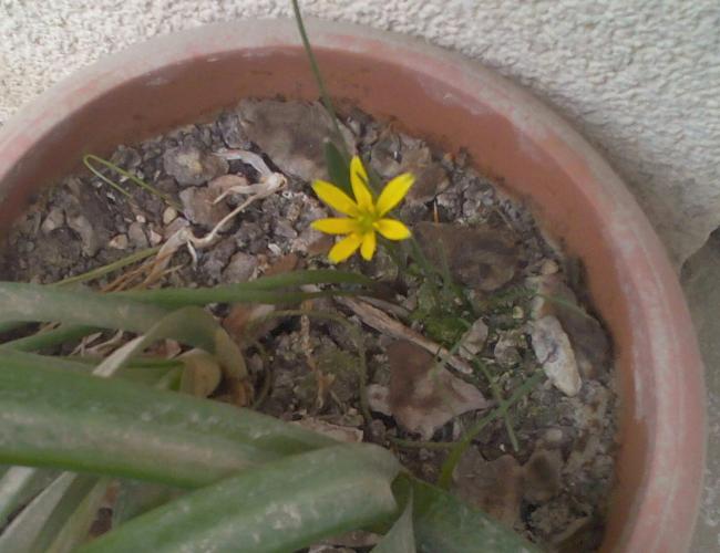 Name:  Sar yldz (Gagea bohemica)-1.jpg
Views: 835
Size:  41.8 KB