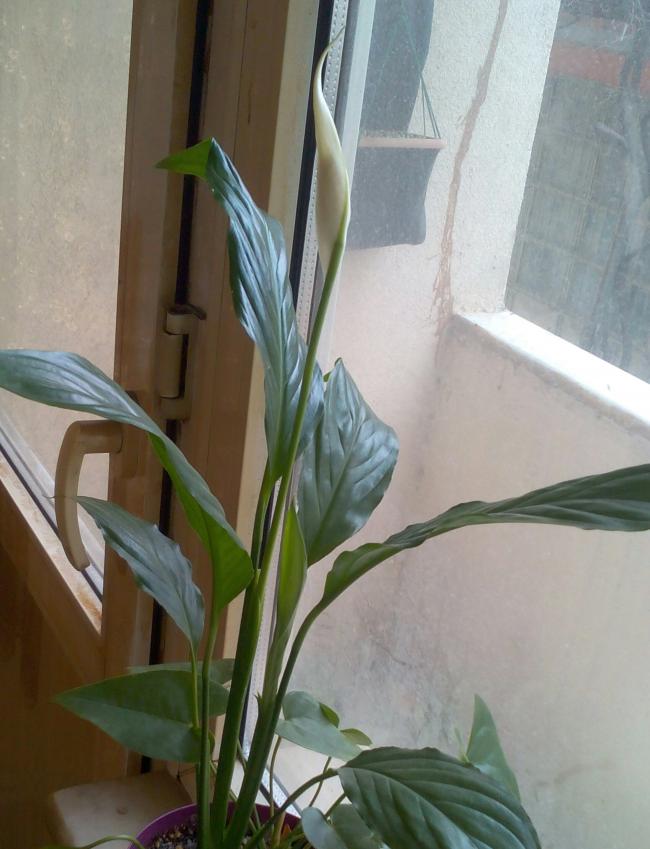 Name:  Emine-4.jpg
Views: 848
Size:  60.6 KB