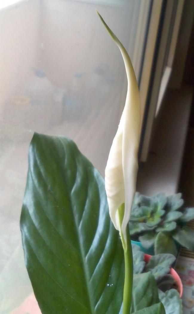Name:  Emine-5.jpg
Views: 831
Size:  49.6 KB