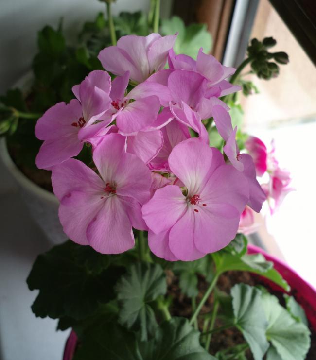 Name:  1111.jpg
Views: 769
Size:  47.3 KB