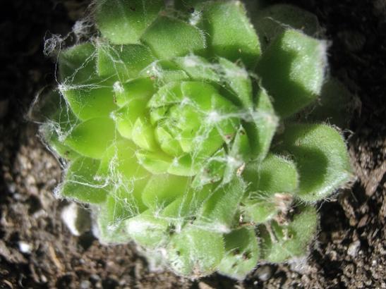 Name:  sempervivum e..jpg
Views: 611
Size:  40.6 KB