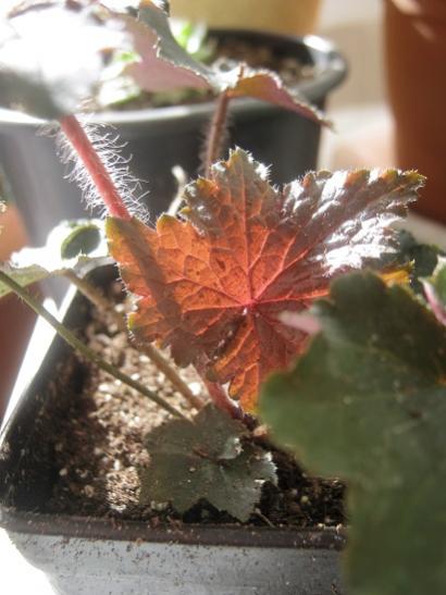 Name:  heuchera.jpg
Views: 591
Size:  34.0 KB