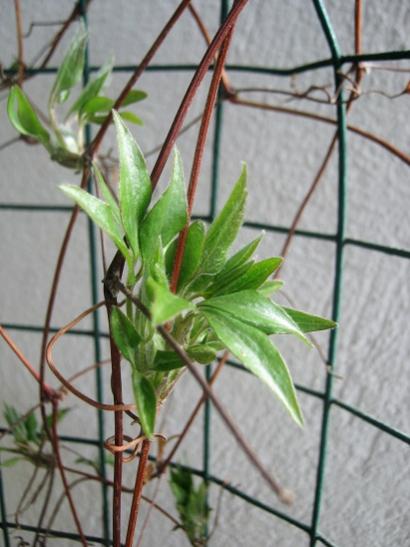 Name:  clematis-.jpg
Views: 626
Size:  36.6 KB