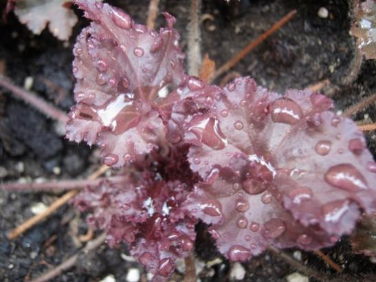 Name:  heuchera1.jpg
Views: 592
Size:  39.9 KB