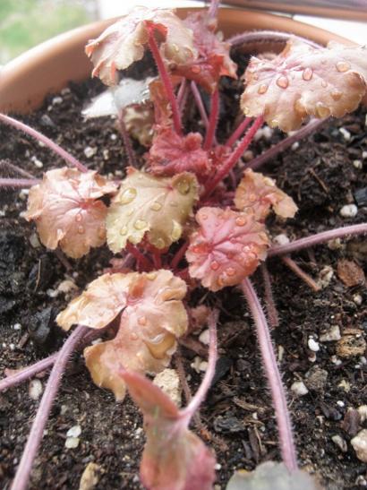 Name:  heuchera2.jpg
Views: 632
Size:  49.1 KB