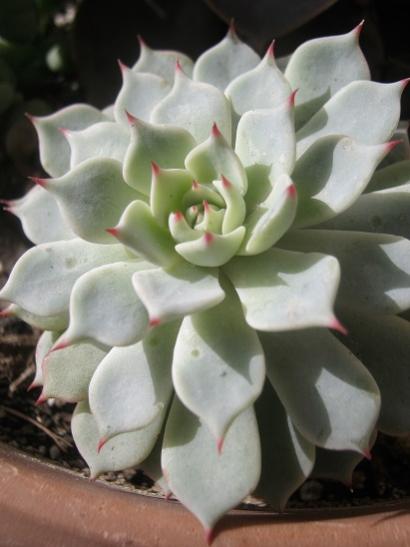 Name:  echeveria derenbergii.jpg
Views: 599
Size:  27.5 KB