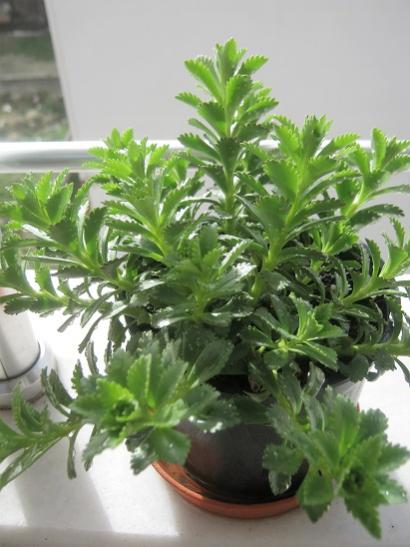Name:  sedum kamsaytikum.jpg
Views: 620
Size:  37.0 KB