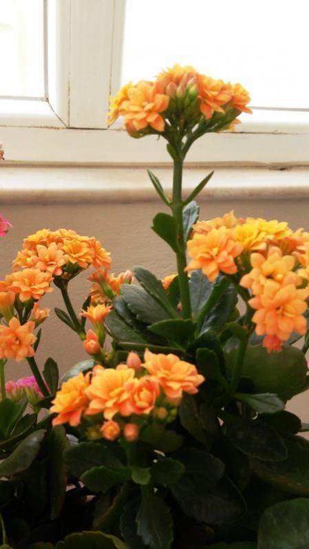 Name:  095.jpg
Views: 396
Size:  41.1 KB
