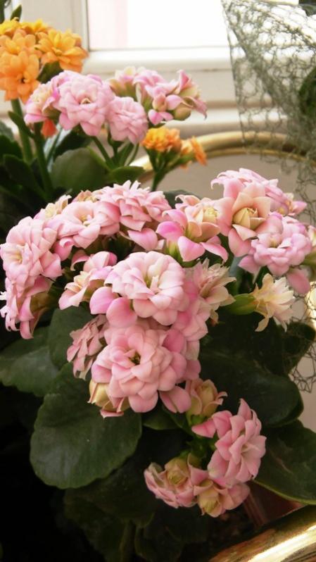 Name:  097.jpg
Views: 412
Size:  52.6 KB