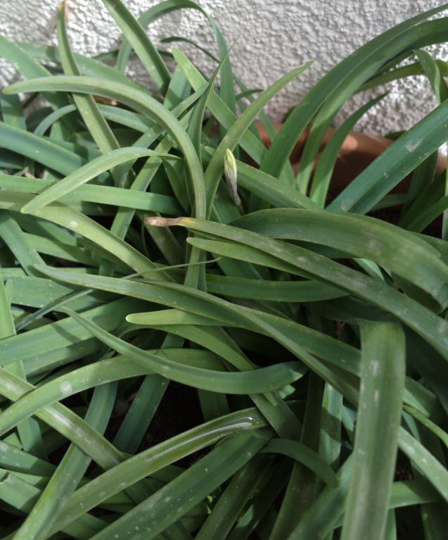 Name:  ipheion.jpg
Views: 682
Size:  70.6 KB