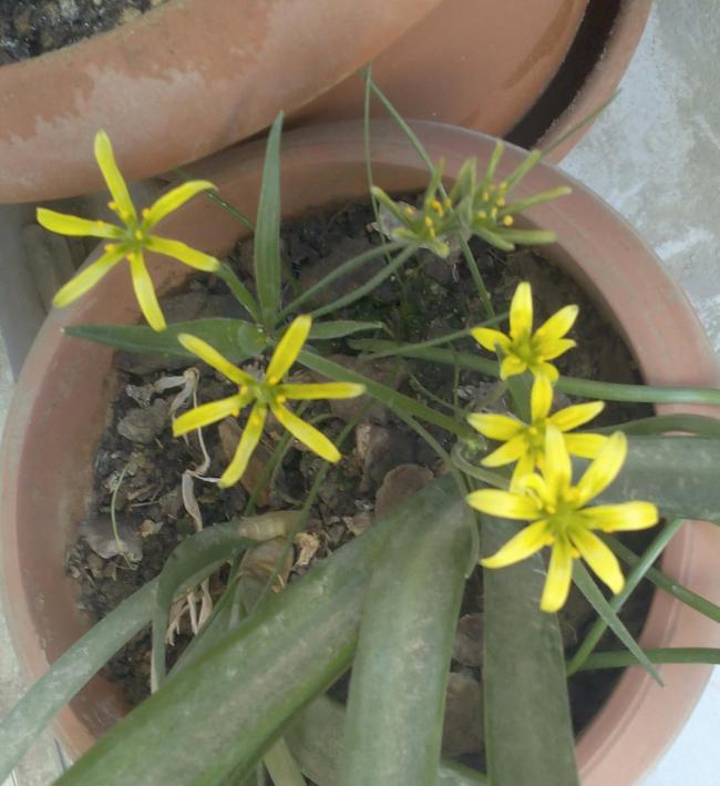 Name:  sar yldz.jpg
Views: 765
Size:  53.6 KB