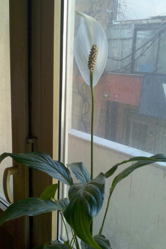 Name:  spathi.jpg
Views: 783
Size:  67.6 KB