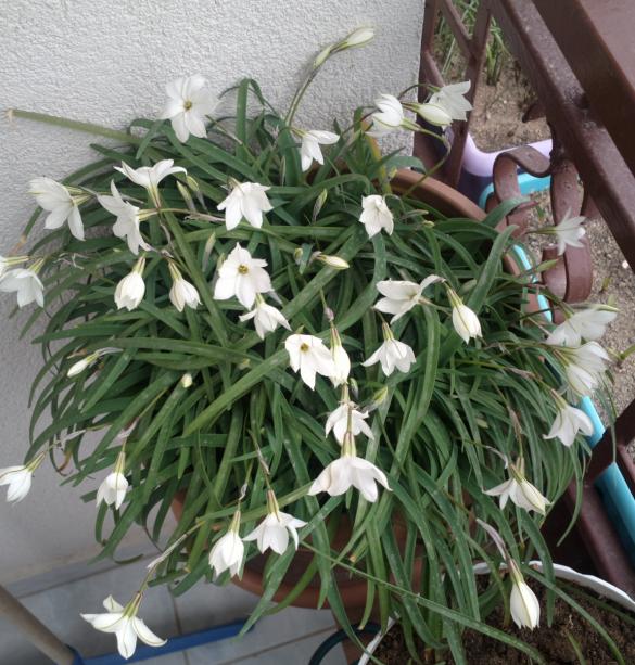 Name:  ddafdafs.jpg
Views: 581
Size:  73.1 KB