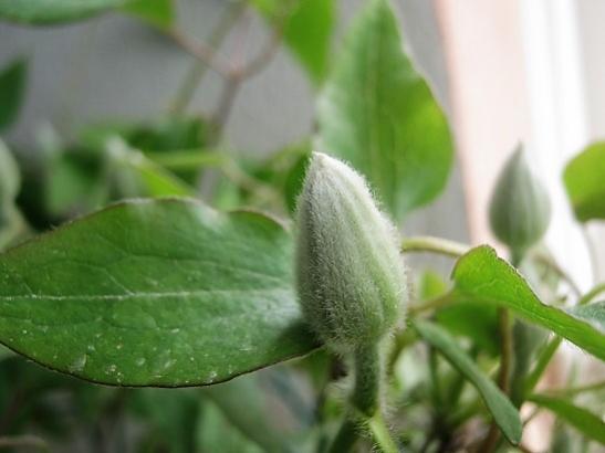 Name:  clematis-.jpg
Views: 609
Size:  24.4 KB