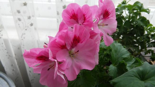 Name:  008.jpg
Views: 447
Size:  30.0 KB