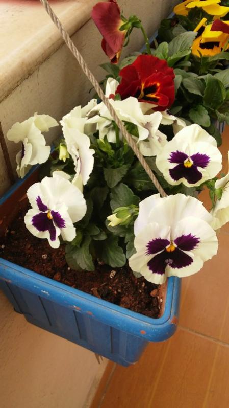 Name:  017.jpg
Views: 433
Size:  51.7 KB