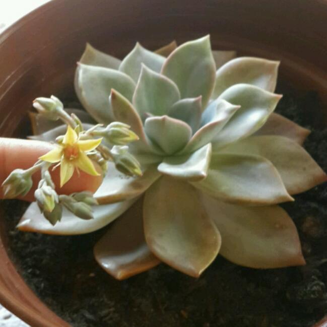 Name:  20180401_150832(0)_crop_650x650.jpg
Views: 1007
Size:  37.9 KB