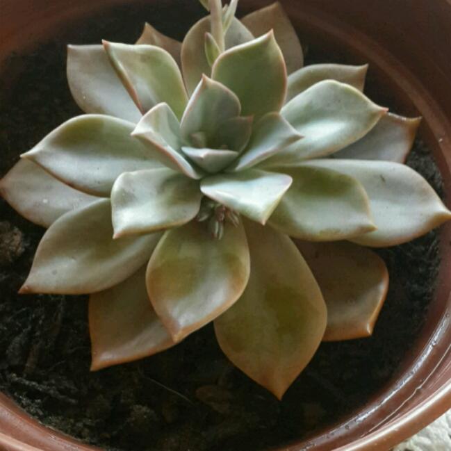 Name:  20180401_150853_crop_650x650.jpg
Views: 1036
Size:  42.7 KB