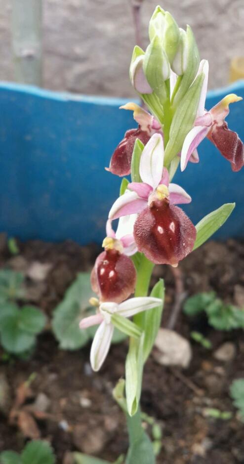 Name:  20180401_153217_crop_495x941.jpg
Views: 927
Size:  46.4 KB
