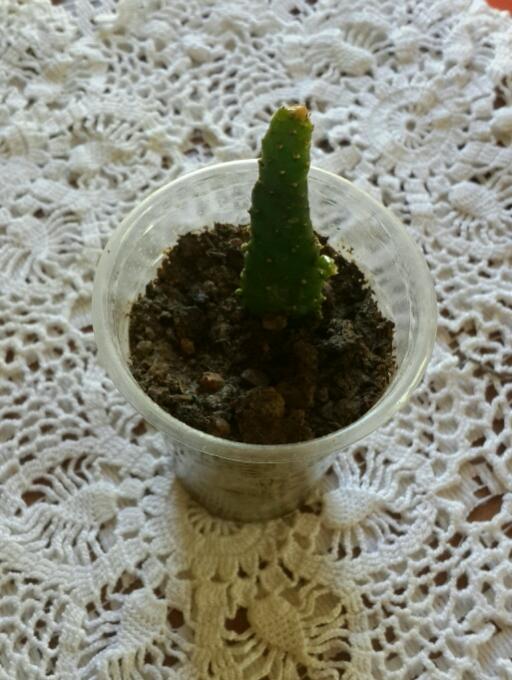Name:  20180405_141805_crop_513x681.jpg
Views: 1077
Size:  59.6 KB