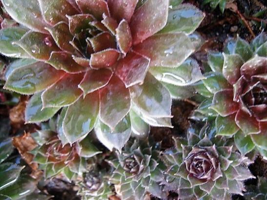 Name:  sempervivum-.jpg
Views: 650
Size:  51.0 KB