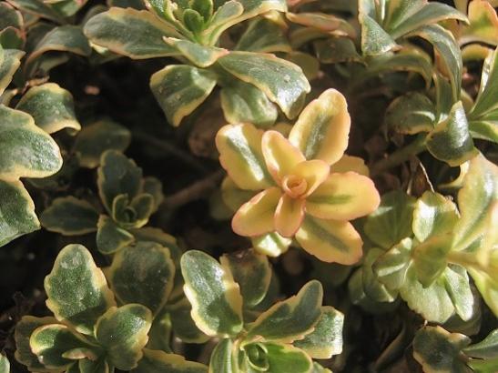 Name:  sedum kamsaytikum.jpg
Views: 498
Size:  41.7 KB