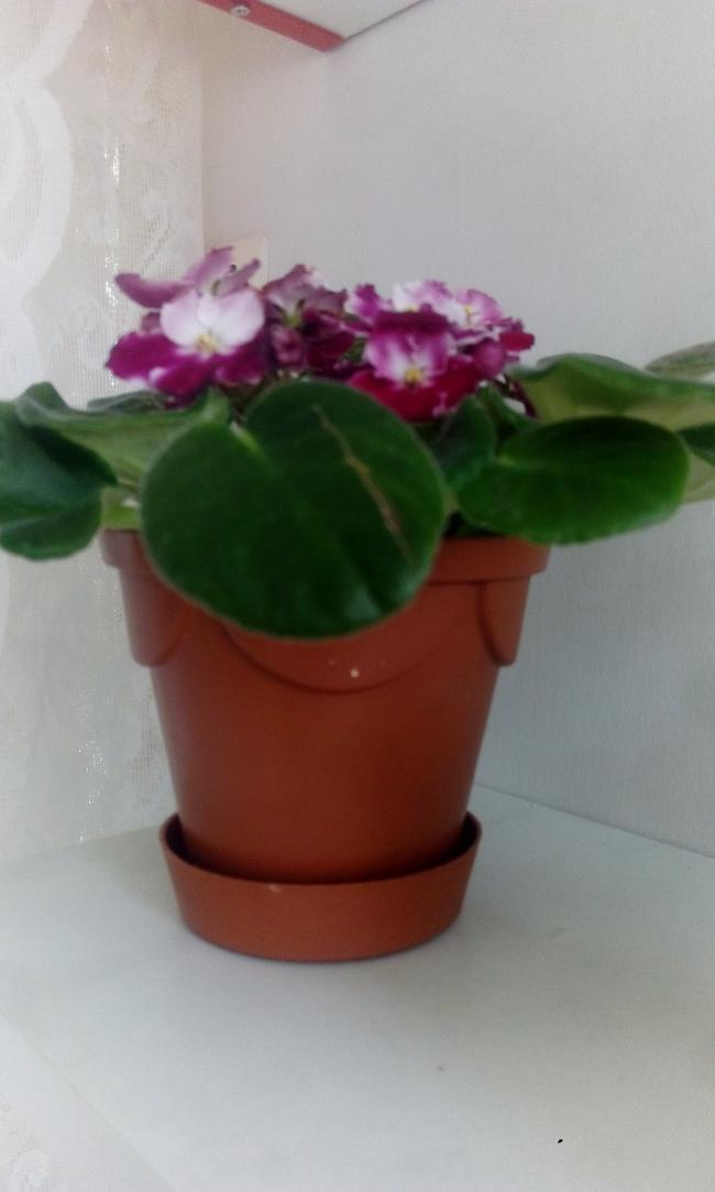 Name:  1523520585388-580658691.jpg
Views: 456
Size:  43.4 KB