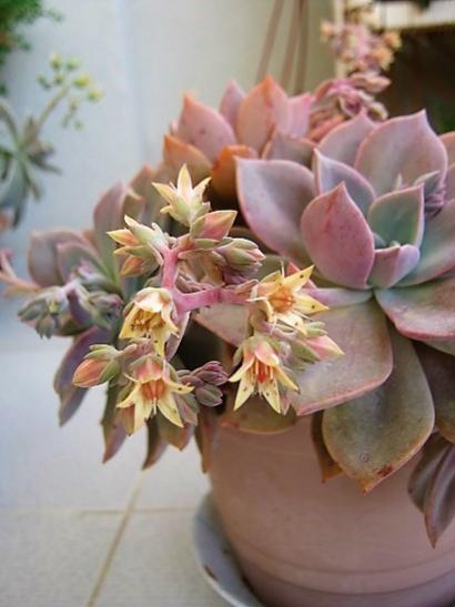 Name:  graptopetalum p..jpg
Views: 429
Size:  29.2 KB
