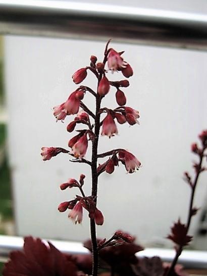 Name:  heuchera.jpg
Views: 416
Size:  26.7 KB