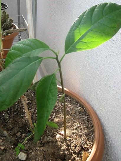 Name:  avakado.jpg
Views: 459
Size:  47.1 KB
