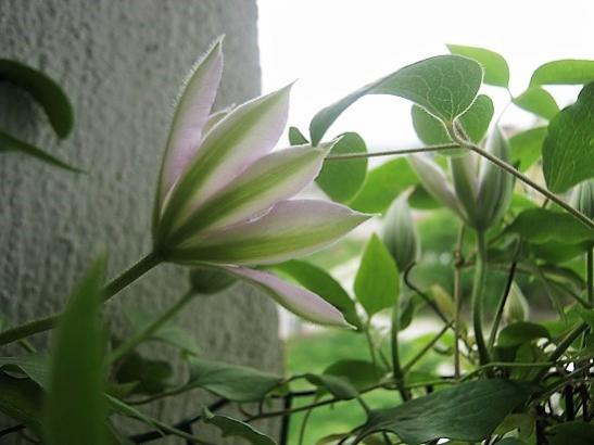 Name:  clematis-.jpg
Views: 413
Size:  30.2 KB