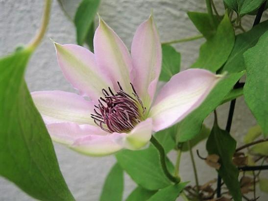 Name:  clematis--.jpg
Views: 462
Size:  26.8 KB