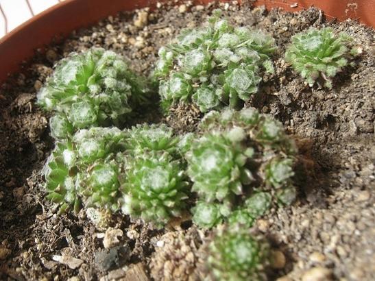 Name:  sempervivum.jpg
Views: 442
Size:  59.6 KB